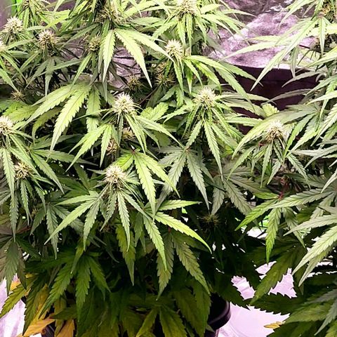 RQS -  Titan F1  #1 growlog timeline photo