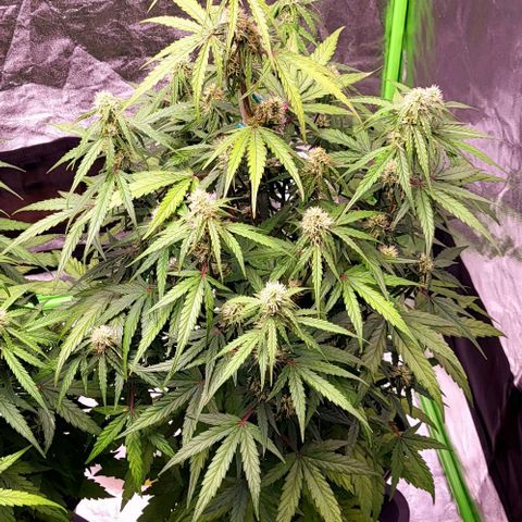 RQS -  Titan F1  #1 growlog timeline photo