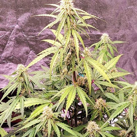 RQS -  Titan F1  #1 growlog timeline photo