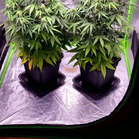 RQS -  Titan F1  #1 growlog timeline photo