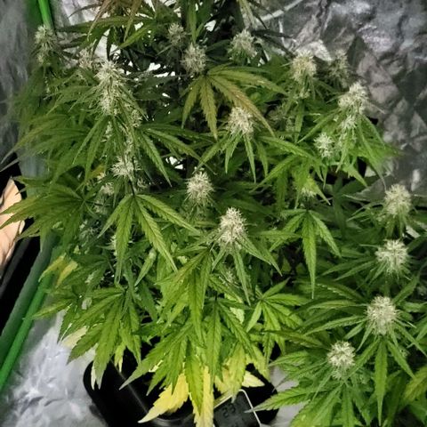 RQS -  Titan F1  #1 growlog timeline photo