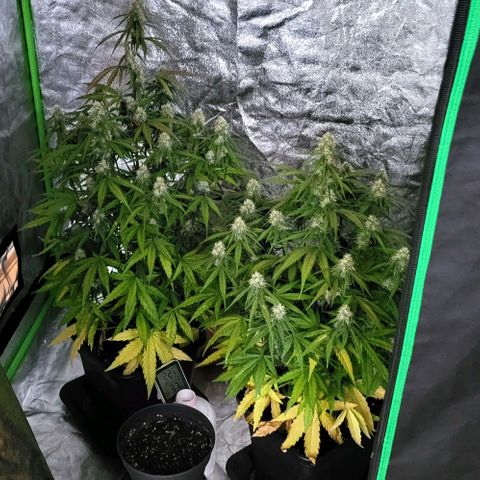RQS -  Titan F1  #2 growlog timeline photo