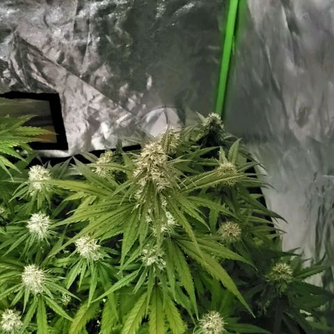 RQS -  Titan F1  #2 growlog timeline photo