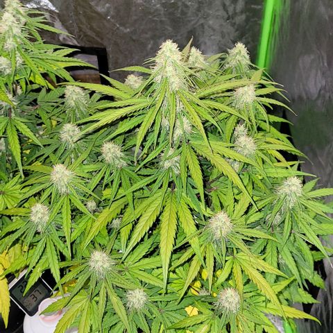 RQS -  Titan F1  #2 growlog timeline photo