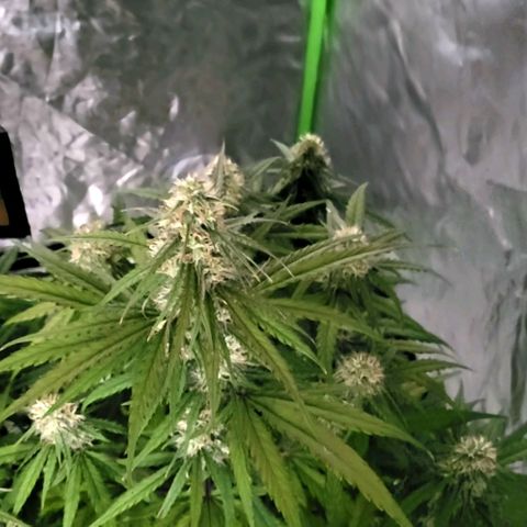 RQS -  Titan F1  #2 growlog timeline photo