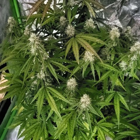 RQS -  Titan F1  #2 growlog timeline photo