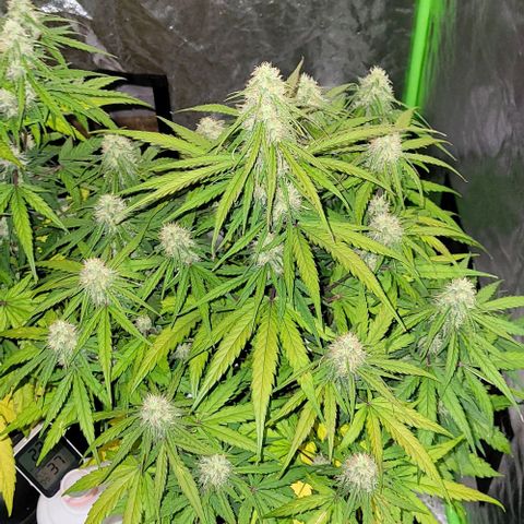 RQS -  Titan F1  #1 growlog timeline photo