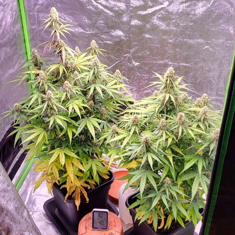 RQS -  Titan F1  #1 growlog timeline photo