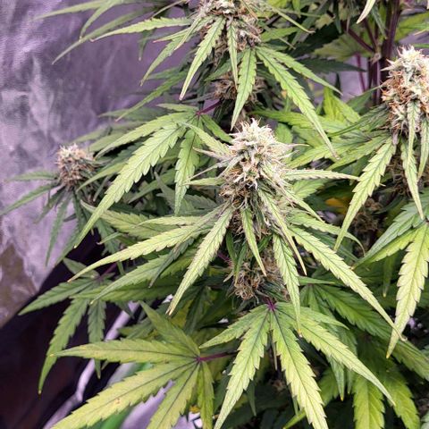 RQS -  Titan F1  #1 growlog timeline photo