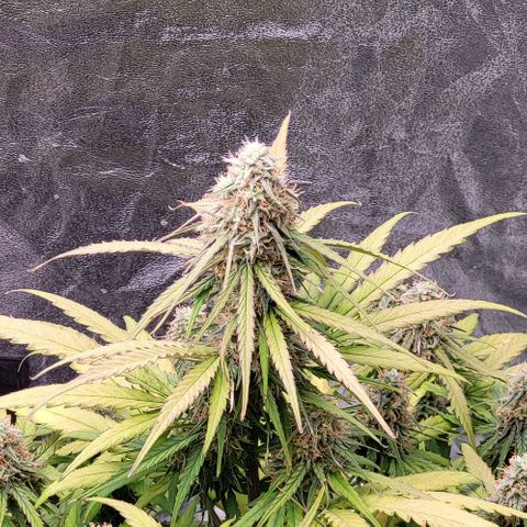 RQS -  Titan F1  #1 growlog timeline photo