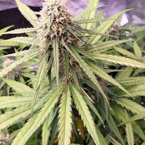 RQS -  Titan F1  #1 growlog timeline photo