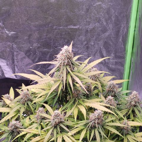 RQS -  Titan F1  #1 growlog timeline photo
