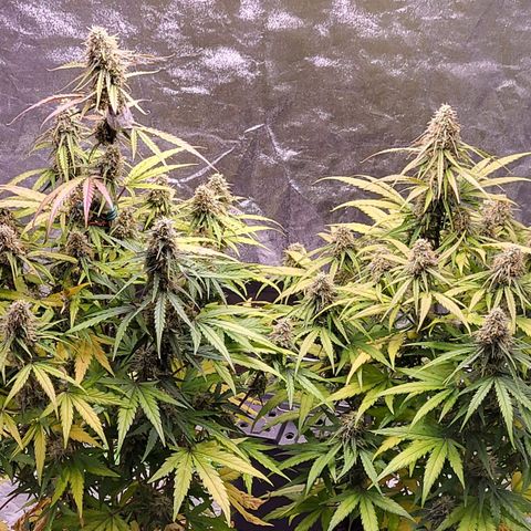 RQS -  Titan F1  #1 growlog timeline photo
