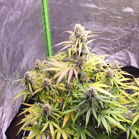 RQS -  Titan F1  #1 growlog timeline photo
