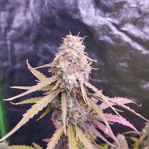 RQS -  Titan F1  #1 growlog timeline photo