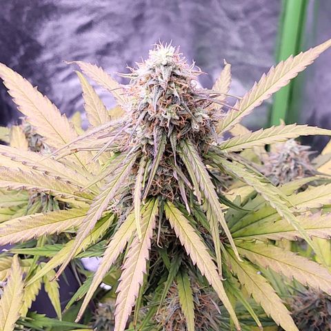 RQS -  Titan F1  #1 growlog timeline photo