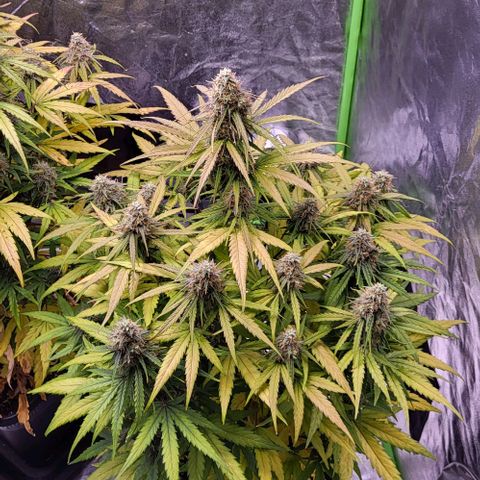 RQS -  Titan F1  #1 growlog timeline photo