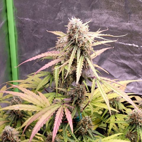 RQS -  Titan F1  #1 growlog timeline photo