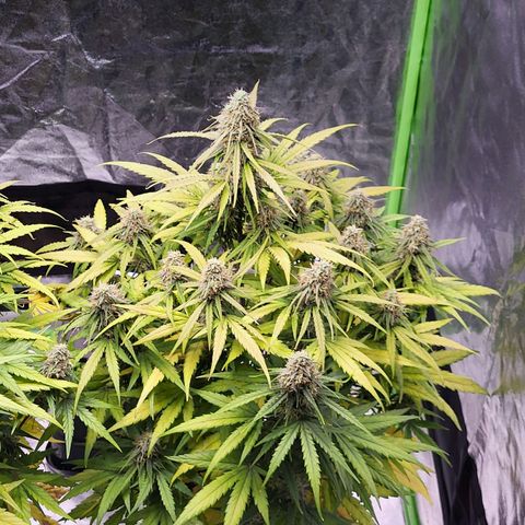 RQS -  Titan F1  #1 growlog timeline photo