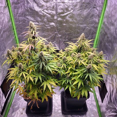 RQS -  Titan F1  #1 growlog timeline photo