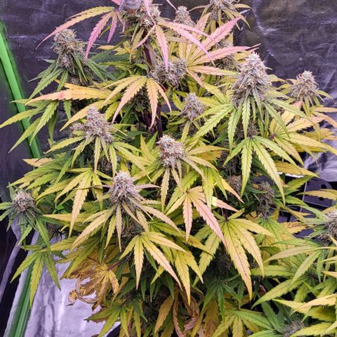 RQS -  Titan F1  #2 growlog timeline photo