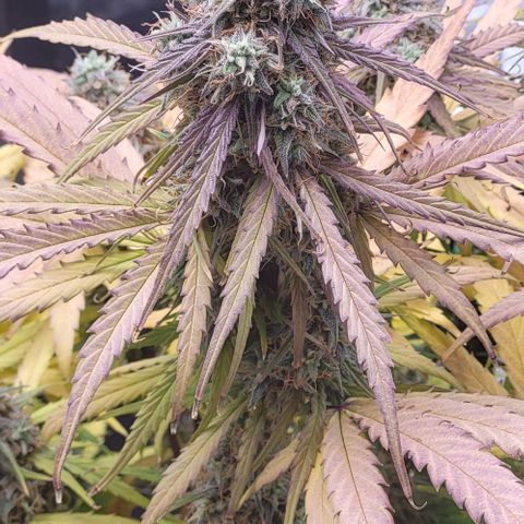 RQS -  Titan F1  #1 growlog timeline photo