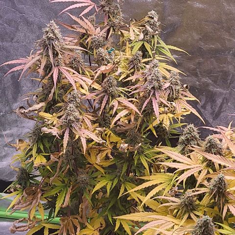 RQS -  Titan F1  #1 growlog timeline photo
