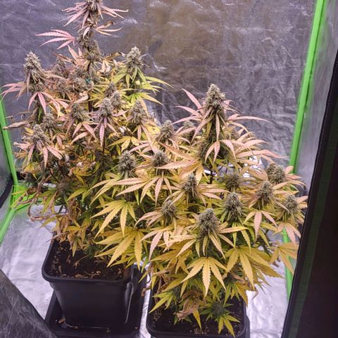 RQS -  Titan F1  #1 growlog timeline photo