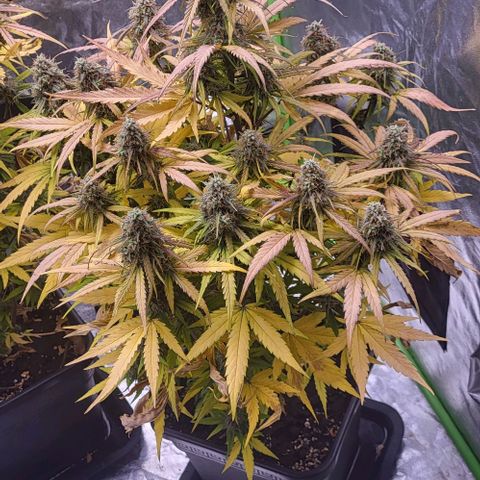 RQS -  Titan F1  #1 growlog timeline photo
