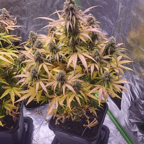 RQS -  Titan F1  #1 growlog timeline photo