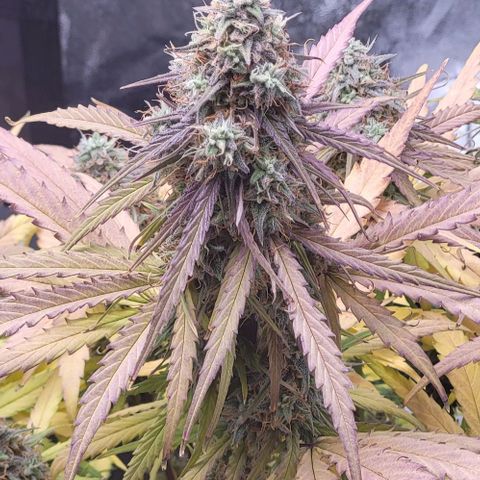 RQS -  Titan F1  #1 growlog timeline photo
