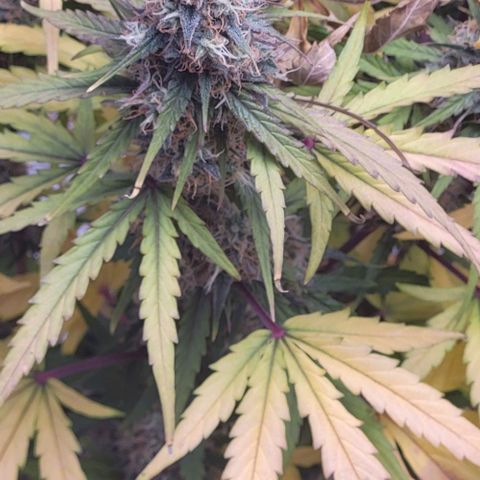 RQS -  Titan F1  #1 growlog timeline photo