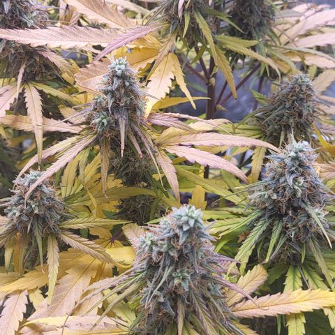 RQS -  Titan F1  #1 growlog timeline photo