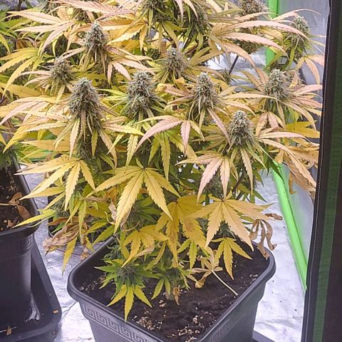 RQS -  Titan F1  #1 growlog timeline photo