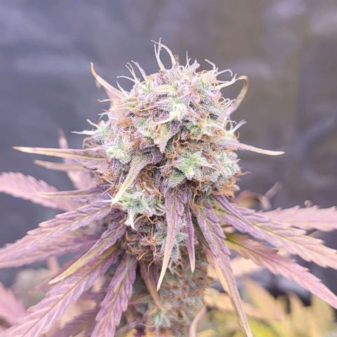 RQS -  Titan F1  #1 growlog timeline photo