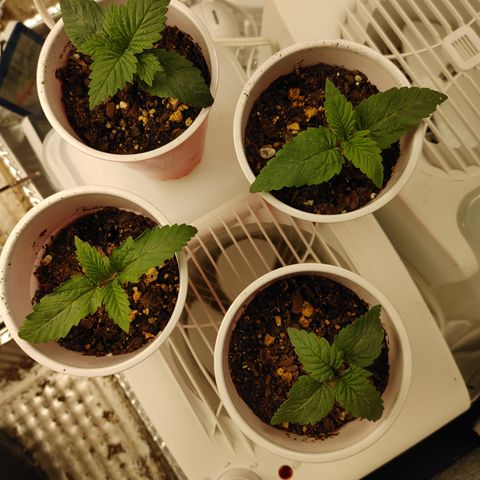 Amnesia Haze growlog timeline photo