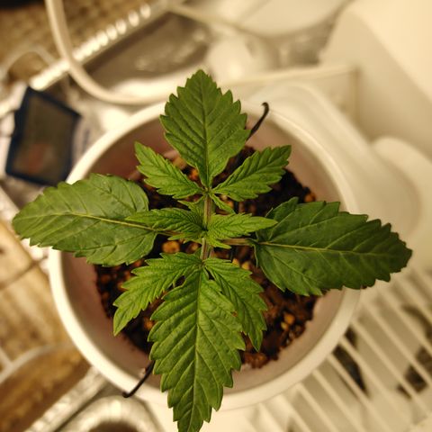 Catnip growlog timeline photo