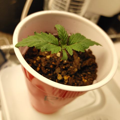 Chocolope growlog timeline photo