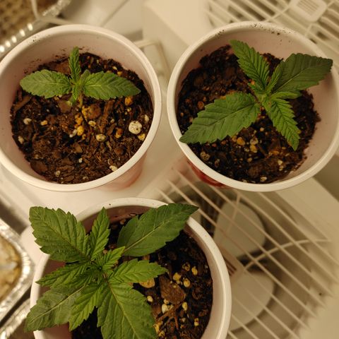 Chocolope growlog timeline photo