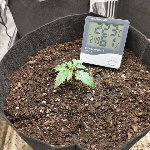 Catnip growlog timeline photo