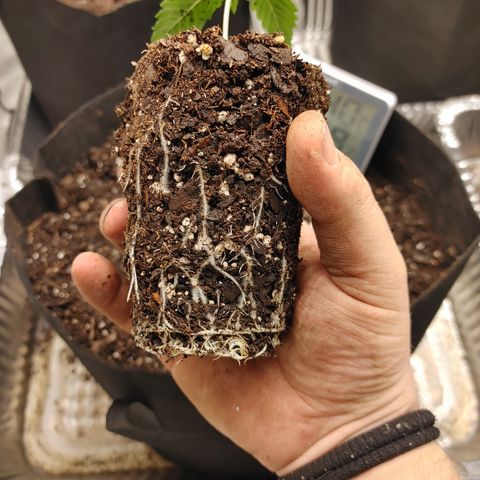 Catnip growlog timeline photo