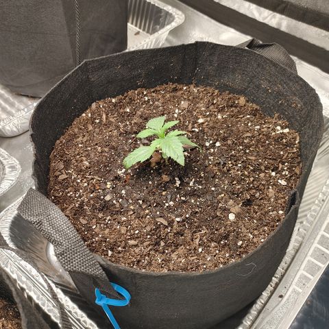 Chocolope growlog timeline photo