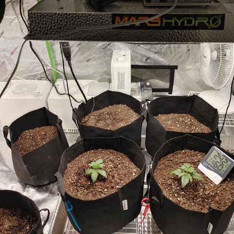 Catnip growlog timeline photo