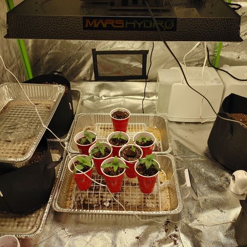 Catnip growlog timeline photo