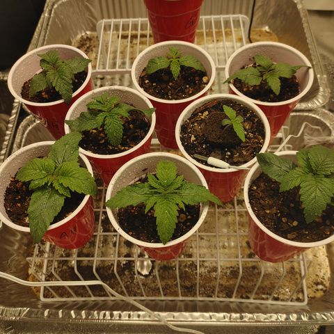 Chocolope growlog timeline photo