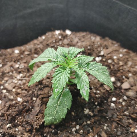 Chocolope growlog timeline photo