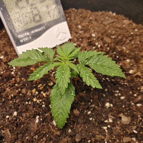 Catnip growlog timeline photo