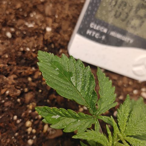 Catnip growlog timeline photo