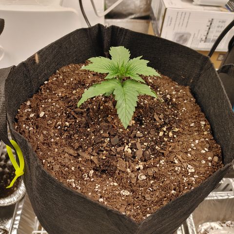 Amnesia Haze growlog timeline photo