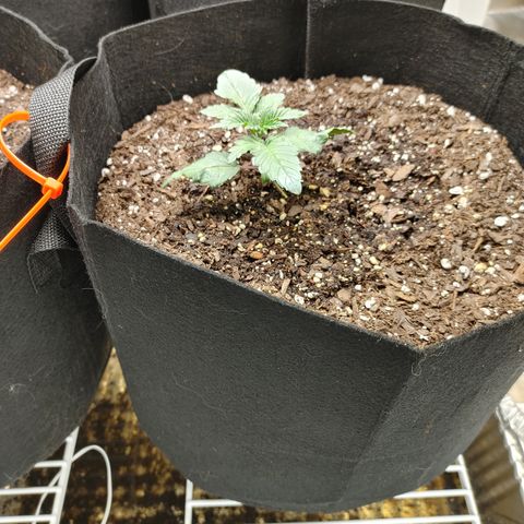 Trickster growlog timeline photo